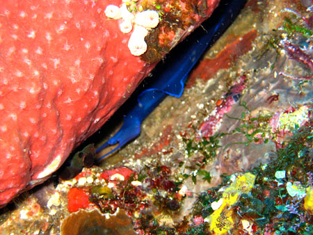 Alor Island Underwater