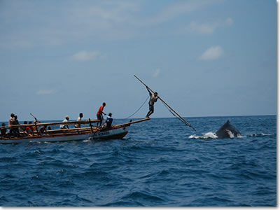 Whale hunters of Lembata (Lomblen) island