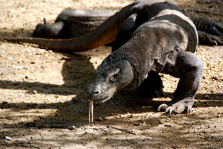 The Dragon Komodo